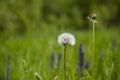 Close up of dandelion Royalty Free Stock Photo